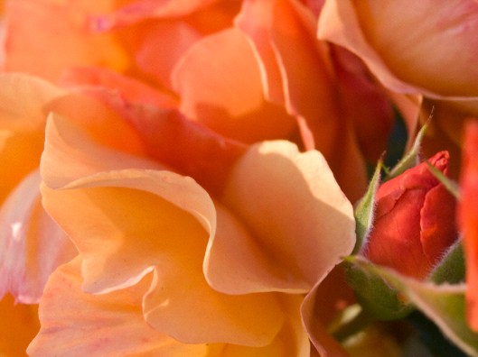 camano garden at cottage