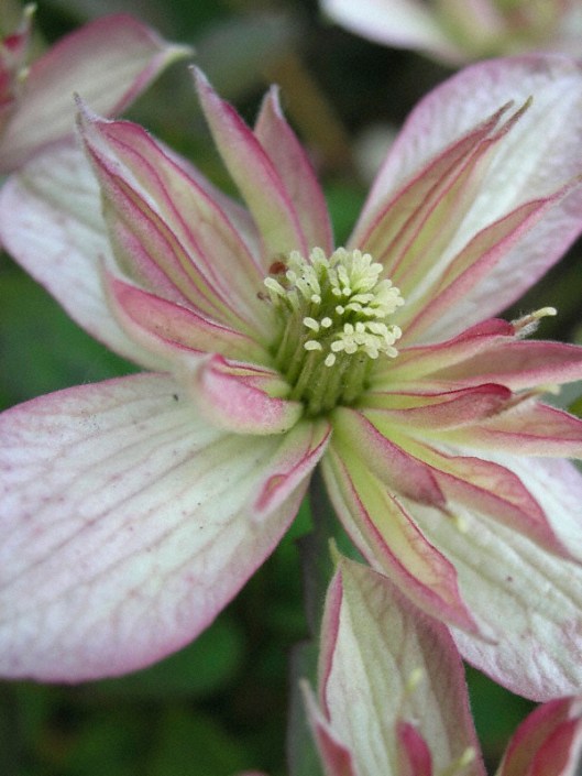 Belsay gardens