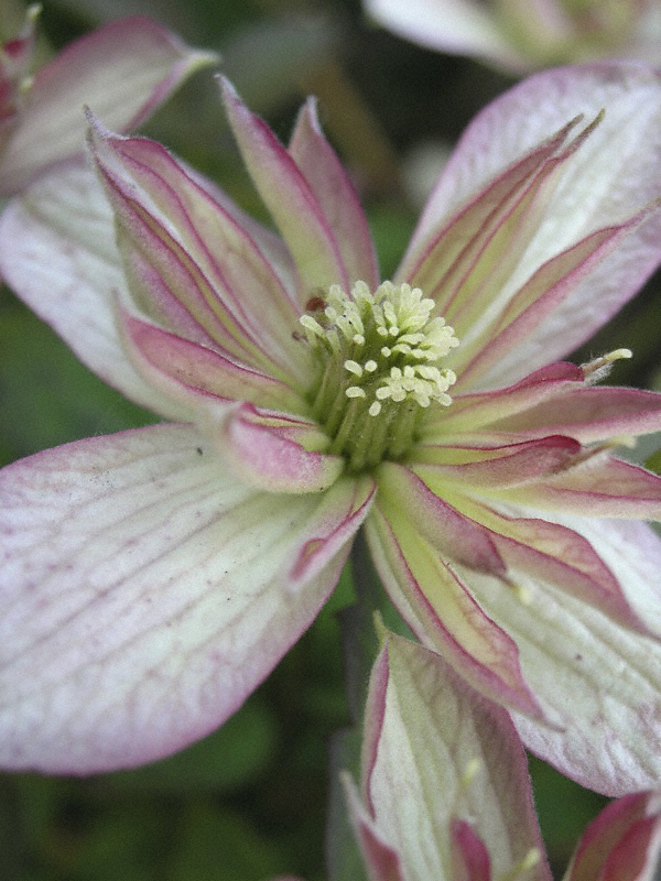 Belsay gardens