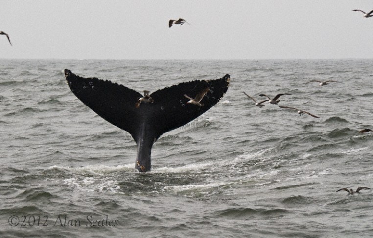 Humpback Tail