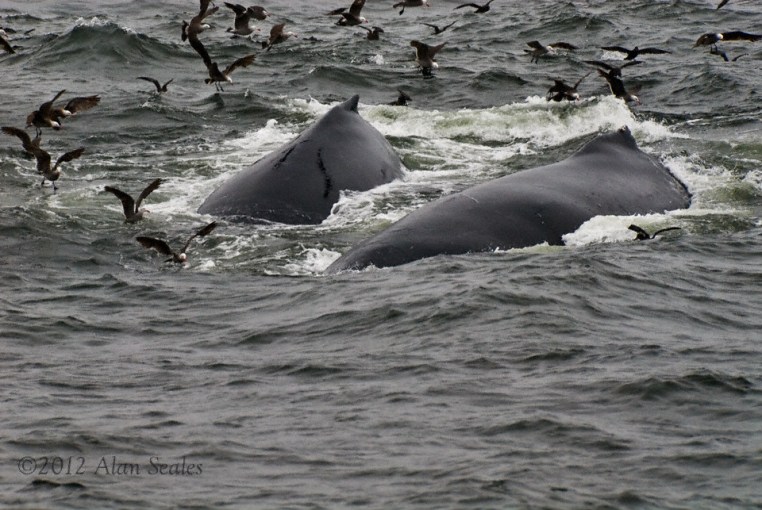 pair romping thru krill