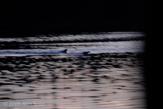 evening time playing chasies