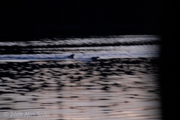 evening time playing chasies