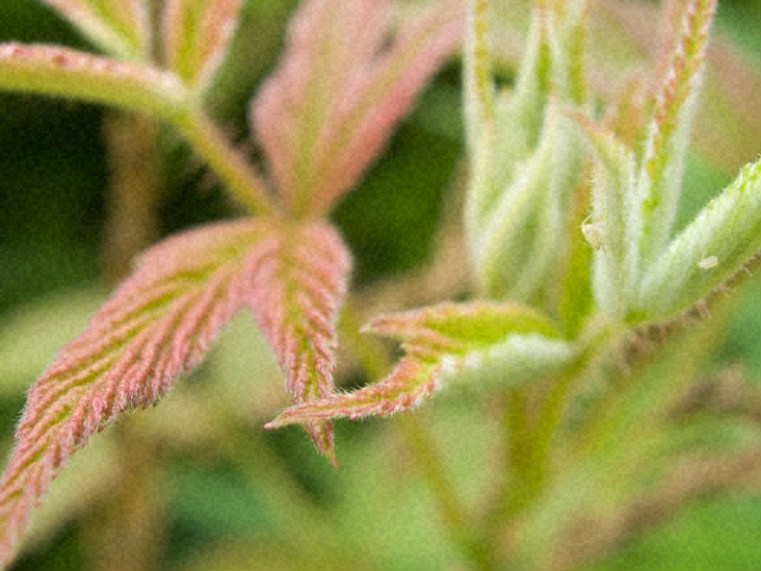 farm visit and gardens