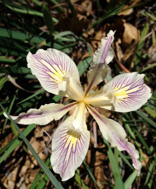 iris wild